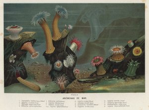 Sjøanemoner (chromolitho) av Spanish School