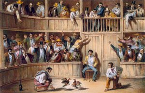 Hanekampgjerde, Cuba (fargelitografi) av Spanish School