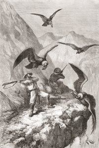 Édouard François André og følgesvenn ble angrepet av kondorer nær Calacali, Pichincha-provinsen, Ecuador, under hans botaniseringsekspedisjon ved foten av Andesfjellene i 1875-76 av Spanish School