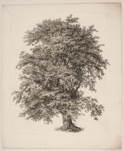 "Studier etter naturen med hensyn til landskapstegning av S.H. Petersen", nr. 2