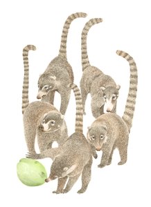 Costa Rica Coatis, 2019 (grafittblyant og digital) av Stacy Hsu