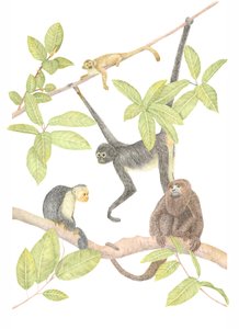 Costa Rica Monkey, 2019 (grafittblyant og digital)