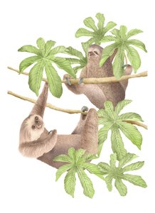 Costa Rica Sloths, 2019 (grafittblyant og digital)