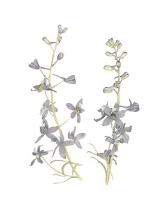 Larkspur, 2018 (grafittblyant og akvarell) av Stacy Hsu