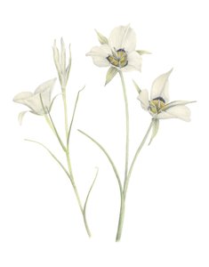 Mariposa Lily, 2018 (grafittblyant og akvarell) av Stacy Hsu