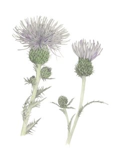 Thistle, 2018 (grafittblyant og akvarell)