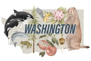 Washington State Symbols, 2018 (grafittblyant og digital)