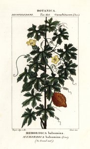 Afrikansk agurk, Momordica balsamina av Stanghi Stanghi