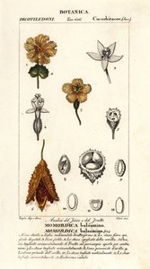 Afrikansk agurk, Momordica balsamina av Stanghi Stanghi