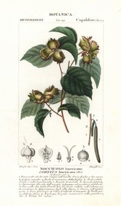 Amerikansk hasselnøtt, Corylus americana