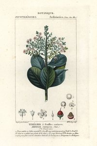 Biffved, Ardisia coriacea av Stanghi Stanghi