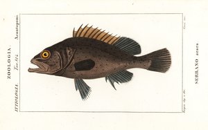 Svart havabbor, Mycteroperca bonaci av Stanghi Stanghi