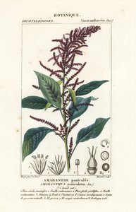 Blod amaranth av Stanghi Stanghi