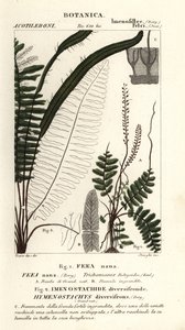 Bustbregne, Trichomanes botryoides av Stanghi Stanghi
