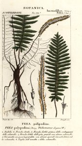 Bustbregne, Trichomanes elegans av Stanghi Stanghi