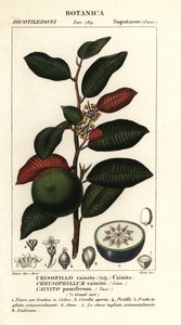 Cainite, Chrysophyllum cainite av Stanghi Stanghi
