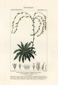Canyon live-forever,, Dudleya cymosa av Stanghi Stanghi