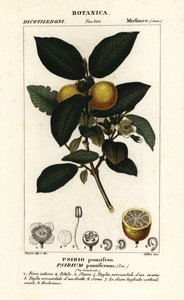 Vanlig guava, Psidium guajava av Stanghi Stanghi