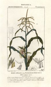 Mais eller mais, Zea mays av Stanghi Stanghi