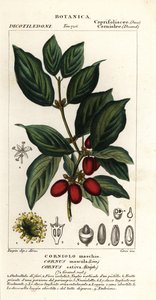 Cornelian kirsebær, Cornus mas