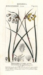 Bomullsgress eller bomullsdynge, Eriophorum angustifolium av Stanghi Stanghi