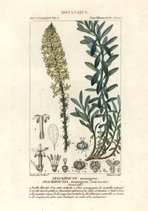 Kremet stearinlys, Stackhousia monogyna av Stanghi Stanghi