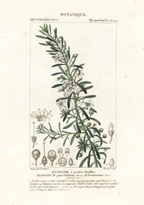 Krypende boobialla, Myoporum parvifolium av Stanghi Stanghi