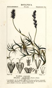 Krøllete mesquite, Hilaria cenchroides av Stanghi Stanghi