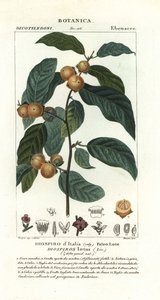 Daddelplomme, Diospyros lotus