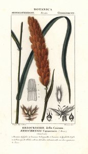Eriochrysis cayannensis, tropisk amerikansk gress av Stanghi Stanghi
