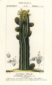 Euphorbia officinarum av Stanghi Stanghi