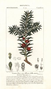 Europeisk barlind, Taxus baccata