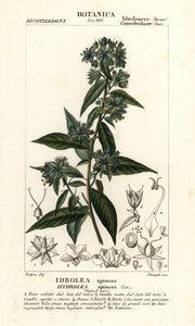Falsk feleblad, Hydrolea spinosa av Stanghi Stanghi