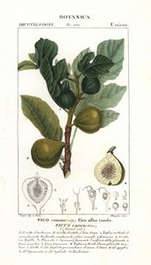 Fikentre og frukt, Ficus carica av Stanghi Stanghi