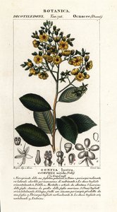 Gomphia nitida av Stanghi Stanghi
