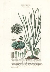 Grønnalge Spongodium-art av Stanghi Stanghi