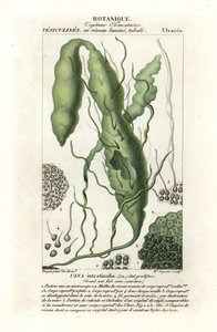 Tarm eller gresstare, Ulva intestinalis av Stanghi Stanghi