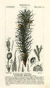 Hallers eplemose, Bartramia halleriana av Stanghi Stanghi