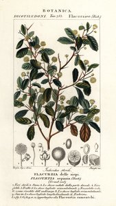 Indisk plomme, Flacourtia indica