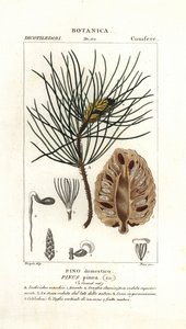 Italiensk steinfuru, Pinus pinea av Stanghi Stanghi