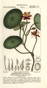 Junsai, Brasenia schreberi av Stanghi Stanghi