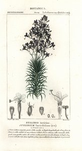 Lerkblad- eller tretriggerplante, Stylidium laricifolium av Stanghi Stanghi