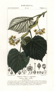 Linde eller lindetre, Tilia alba
