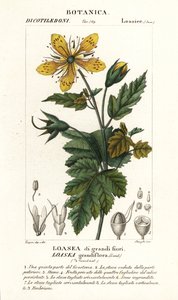 Loasea grandiflora av Stanghi Stanghi
