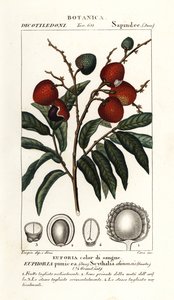 Litchi-frukt, Litchi chinensis av Stanghi Stanghi