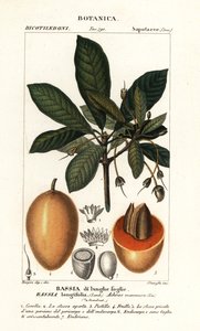 Mahuwa-tre, Madhuca longifolia av Stanghi Stanghi