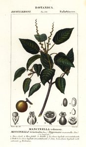 Manchineel eller strandepletre, Hippomane mancinella