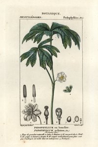 Mayapple, Podophyllum peltatum av Stanghi Stanghi
