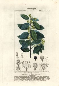 Middelhavstindved, Rhamnus alaternus av Stanghi Stanghi