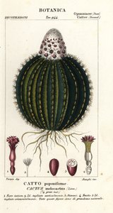 Melonkaktus, Melocactus caroli-linnaei av Stanghi Stanghi